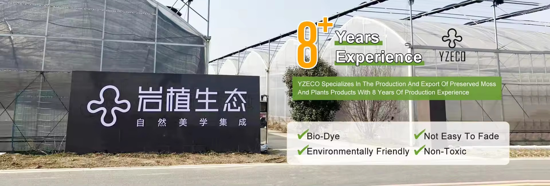 qualidade Musgo Natural Preservado fábrica